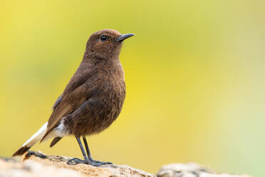 Little black wheatear bird with brown plumage and white tail on blurred background - ADSF42627