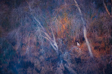 From above of lonely bird sitting on branch of leafless tree in woods - ADSF42628