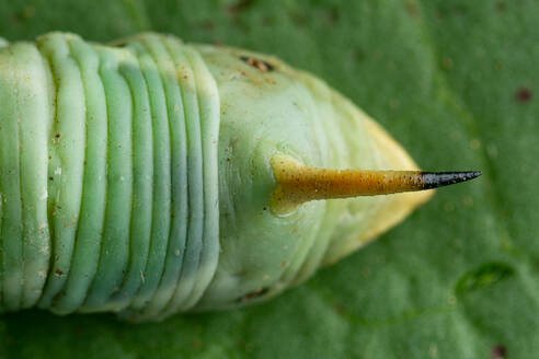 Nahaufnahme von Details der Raupe des Schwärmerfalters (Agrius convolvuli) über dem Kopf - ADSF42669