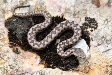 Nahaufnahme eines jungen Männchens der Lataste's Viper (Vipera latastei) - ADSF42670