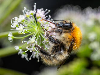 Close up view of common Carder Bee (Bombus pascuorum) - ADSF42671