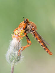 Nahaufnahme von Stenopogon ist eine Gattung von Raubfliegen, Insekten in der Familie Asilidae. - ADSF42672