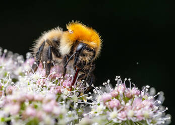 Nahaufnahme der Gemeinen Mauerbiene (Bombus pascuorum) - ADSF42674