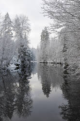 Bäume und See im Winter - FOLF11984