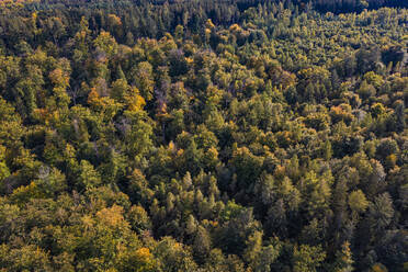 Luftaufnahme des Herbstwaldes im Schurwald - WDF07214