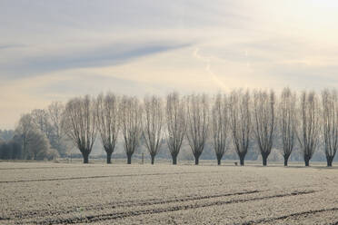 Frosted field with willow tree windbreak in background - WIF04677