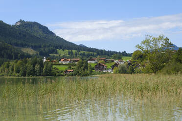 Deutschland, Bayern, Weissensee, Schilfwachstum im Weissensee mit Dorf im Hintergrund - WIF04681