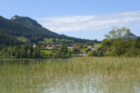 Germany, Bavaria, Weissensee, Reeds growing in Lake Weissensee with village in background - WIF04681