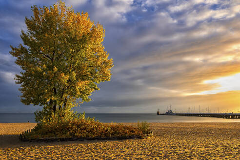 Polen, Pommern, Sopot, Einsamer Herbstbaum am Strand bei bewölktem Sonnenaufgang - ABOF00857