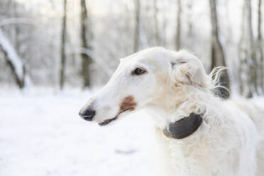 Weißer Windhund im Winterwald - EYAF02492