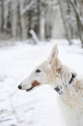 Weißer Windhund im Winterpark - EYAF02493