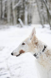 White greyhound dog in winter park - EYAF02493