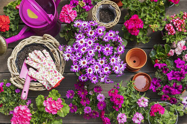 Various pink summer flowers cultivated in wicker baskets and terracotta flower pots - GWF07689