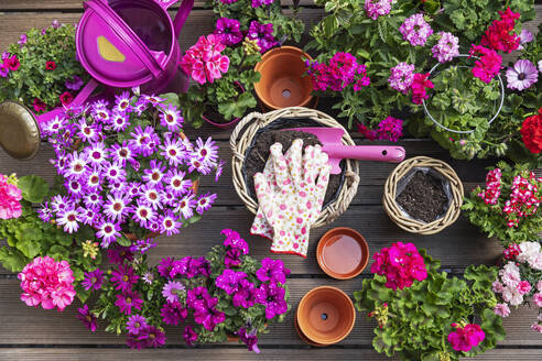 Verschiedene rosa Sommerblumen in Weidenkörben und Terrakotta-Blumentöpfen - GWF07690