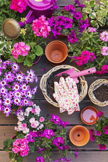 Verschiedene rosa Sommerblumen in Weidenkörben und Terrakotta-Blumentöpfen - GWF07691