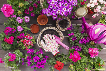 Verschiedene rosa Sommerblumen in Weidenkörben und Terrakotta-Blumentöpfen - GWF07694