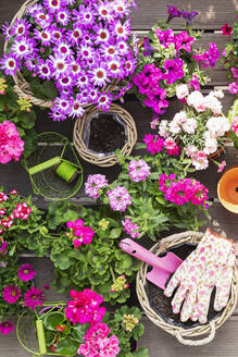 Verschiedene rosa Sommerblumen in Weidenkörben und Terrakotta-Blumentöpfen - GWF07695