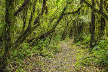 New Zealand, South Island, Footpath through lush green temperate rainforest near Fox Glacier village - RUEF03896