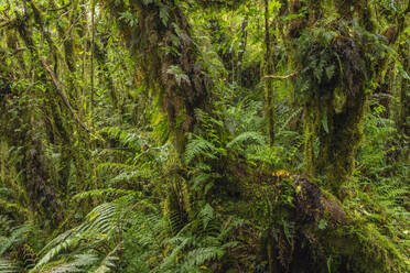 Neuseeland, Südinsel, Üppiges grünes Laub im Mt Cook National Park - RUEF03897