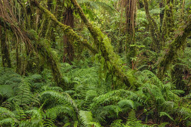 Neuseeland, Südinsel, Üppiges grünes Laub im Mt Cook National Park - RUEF03898