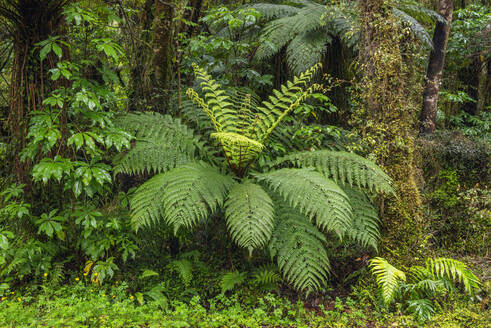 Neuseeland, Südinsel, Üppiges grünes Laub im Mt Cook National Park - RUEF03899