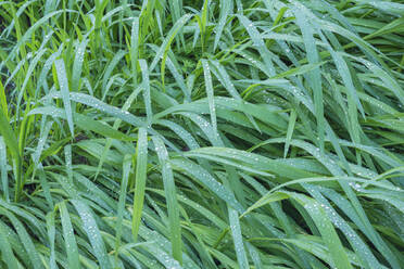 Grünes Gras, bedeckt mit Morgentau - RUEF03900