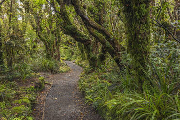 New Zealand, North Island, Forest footpath in Egmont National Park - RUEF03907
