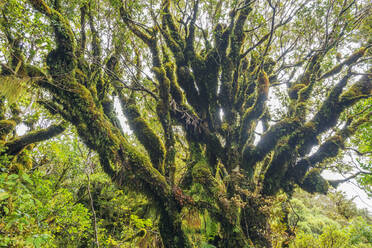 Neuseeland, Nordinsel, Moosbewachsener Baum im Egmont National Park - RUEF03908