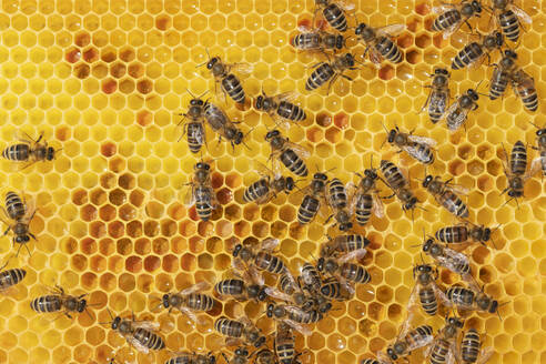 Full frame of worker bees on honeycomb - RUEF03912