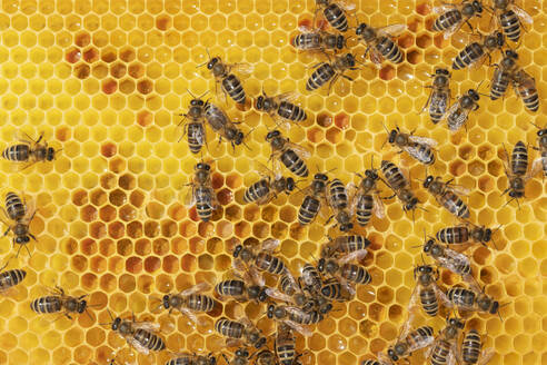 Vollbild von Arbeitsbienen auf Honigwaben - RUEF03912
