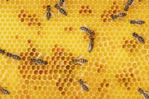 Vollbild von Arbeitsbienen auf Honigwaben - RUEF03913