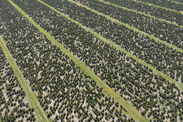 Deutschland, Bayern, Luftaufnahme einer Christbaumfarm im Frühling - RUEF03915