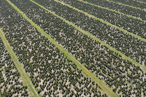 Deutschland, Bayern, Luftaufnahme einer Christbaumfarm im Frühling - RUEF03915