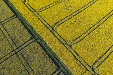 Deutschland, Baden-Württemberg, Luftaufnahme eines großen Rapsfeldes im Frühjahr - RUEF03917