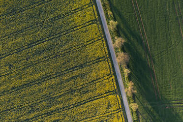 Germany, Baden-Wurttemberg, Aerial view of country road stretching along oilseed rape field in spring - RUEF03918