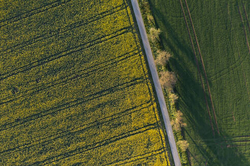 Deutschland, Baden-Württemberg, Luftaufnahme einer Landstraße entlang eines Rapsfeldes im Frühjahr - RUEF03918