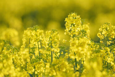 Oilseed rape blooming in spring - RUEF03921