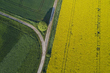 Deutschland, Bayern, Luftaufnahme eines unbefestigten Weges entlang eines großen Rapsfeldes im Frühling - RUEF03934