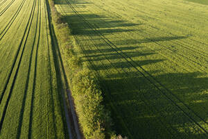 Deutschland, Bayern, Luftaufnahme eines Windschutzes, der sich entlang eines grünen Feldes im Frühling erstreckt - RUEF03935