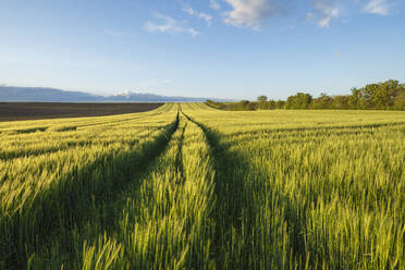 Germany, Bavaria, Vast barley field in spring - RUEF03936