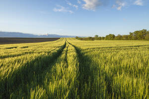 Germany, Bavaria, Vast barley field in spring - RUEF03936