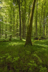 Germany, Bavaria, Green calm forest in spring - RUEF03937