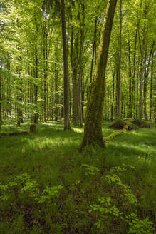 Deutschland, Bayern, Grüner ruhiger Wald im Frühling - RUEF03937