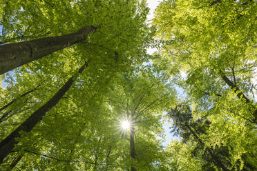 Germany, Bavaria, Sun shining through canopies of green forest trees - RUEF03938