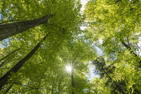 Deutschland, Bayern, Sonne, die durch die Baumkronen der grünen Wälder scheint - RUEF03938