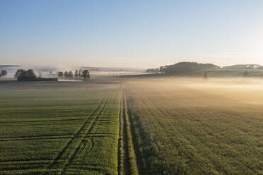 Germany, Bavaria, Aerial view of tire tracks stretching across countryside field at foggy dawn - RUEF03940