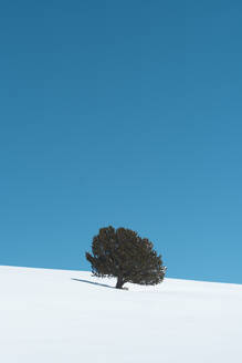 Baum auf schneebedecktem Berg unter blauem Himmel, Katalonien, Spanien - JAQF01128