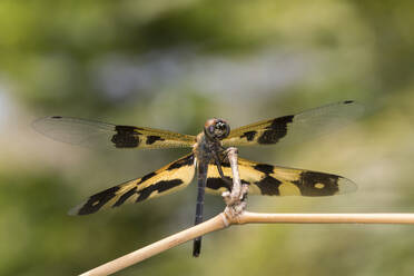 Gewöhnlicher Bilderflügel (Rhyothemis variegata), der im Freien sitzt - ZCF01142