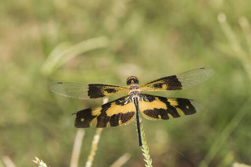 Gewöhnlicher Bilderflügel (Rhyothemis variegata), der im Freien sitzt - ZCF01143