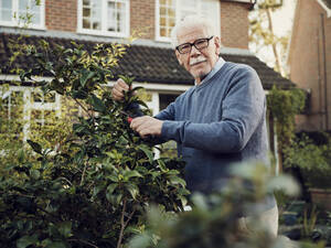 Senior man pruning shrub in his garden - PWF00536
